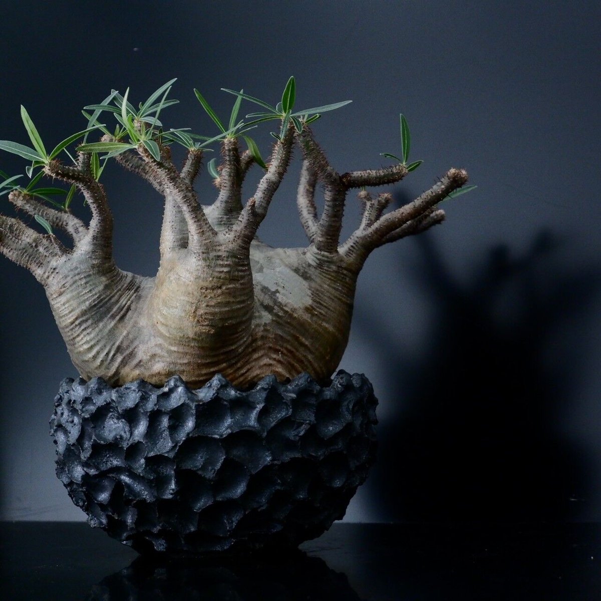 発根済 多頭 グラキリス - 象牙宮 - size XL ［No.16］ × 松野然 作