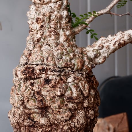 オペルクリカリア パキプス φ 11cm［No.05］  × 根本峻吾 作 S.N POT type.cylinder「 月光ノ爪牙」4.5号 植木鉢 笠間焼