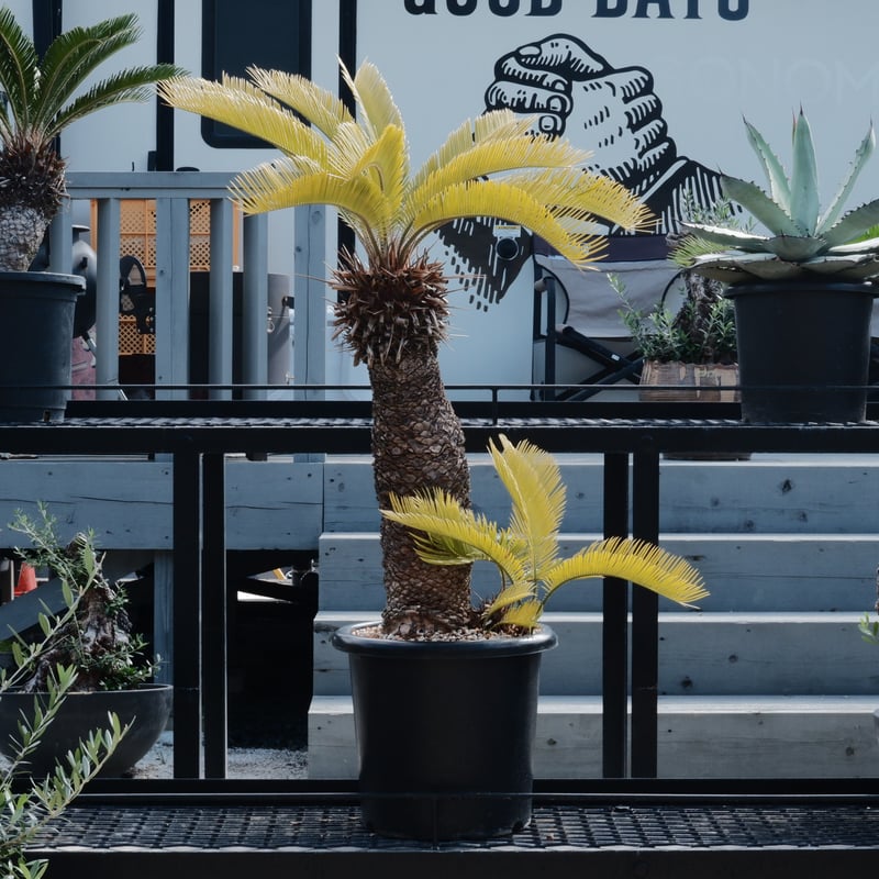 黄金ソテツ　夏黄金ソテツ 黄金ソテツ 夏黄金ソテツ 種子7粒限定 黄金ソテツ No.1