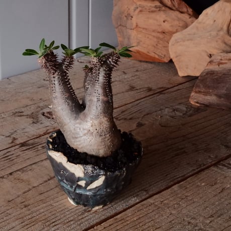マカイエンセ φ6.5cm - 魔界玉 -［No.64］  ×   森田昌求 作 「 As if Broken " TSUGIHAGI "   」 3号 植木鉢 笠間焼