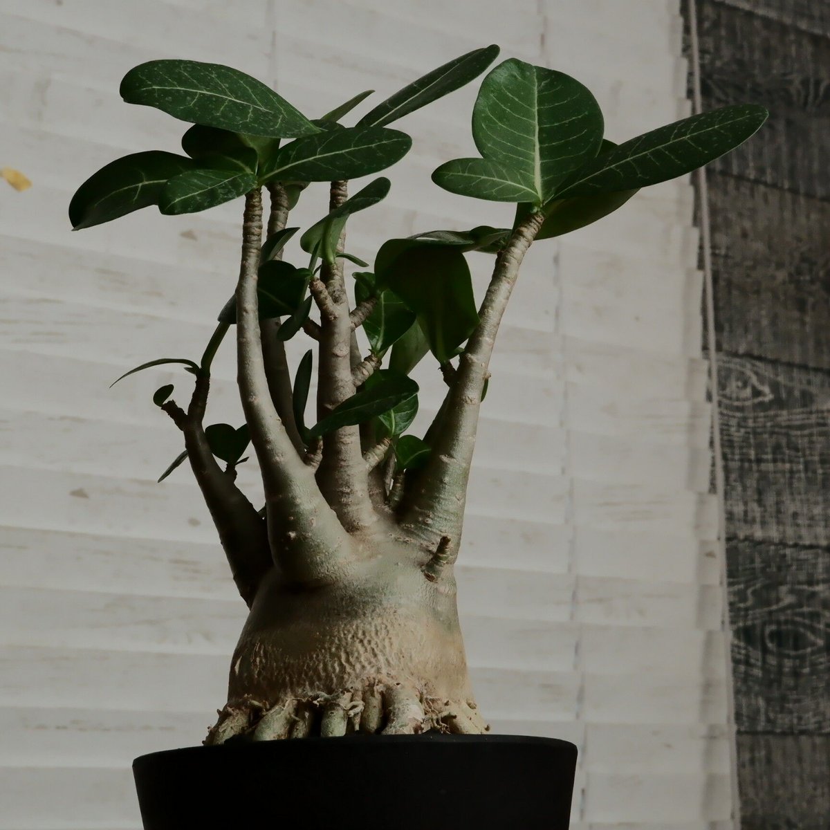 火*ぎ様 【月末まで】アデニウムアラビカムドワーフサイズ 白肌 美形 鉢付き 園芸ネット本店｜アデニウム：アラビカム ドワーフ 4号鉢植え の通販