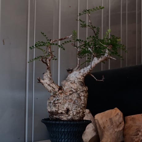 オペルクリカリア パキプス φ 9.5cm［No.6］  × 沖誠 作「Bark / upper spread」 3号 植木鉢 笠間焼