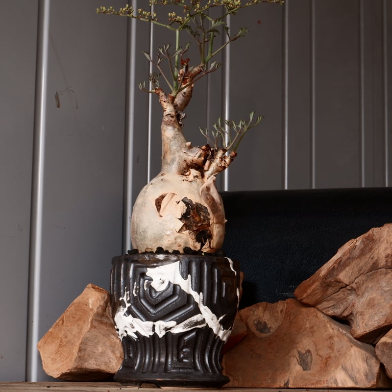 キフォステンマ　べディフォルメ　ソマリアナローリーフ　まんまる　現地球 丸株 キフォステンマ ベティフォルメ ナローリーフ ソマリア産