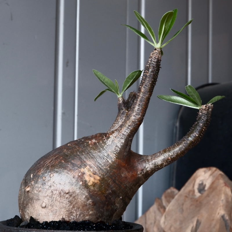 グラキリス φ9.5cm - 象牙宮 - ［No.42］ × 沼野秀章 作「 black