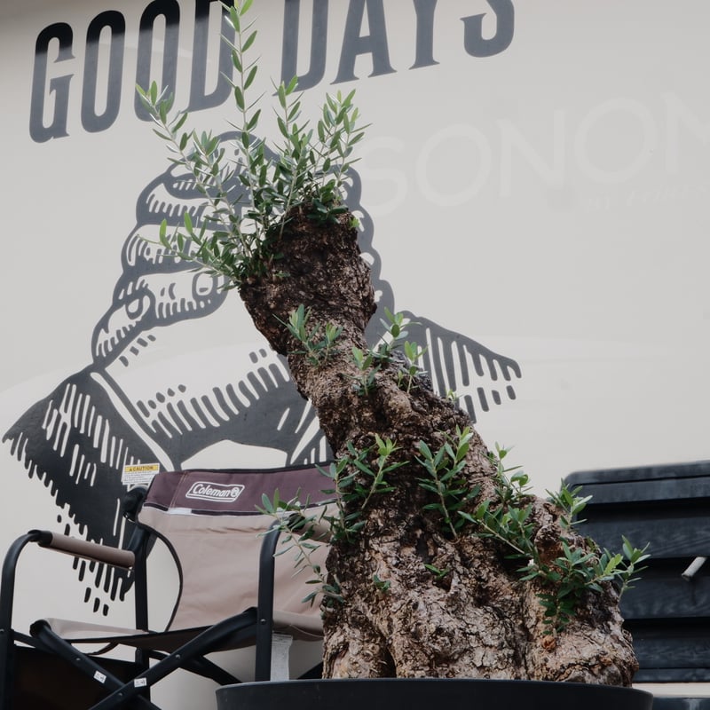 Old Olive 古木オリーブ［No.20］× 12号皿鉢 (φ36cm) | Botani