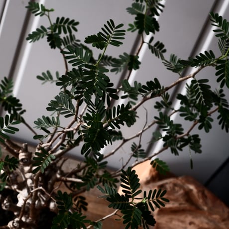 センナ メリディオナリス 輸入株［No.37］  × 松野 然 作 「ZEN」4.5号 植木鉢