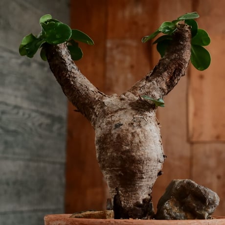 ユーフォルビア イトレメンシス ［No.64］  ×   沼野秀章 作「 刻ム音 」3号 植木鉢 笠間焼
