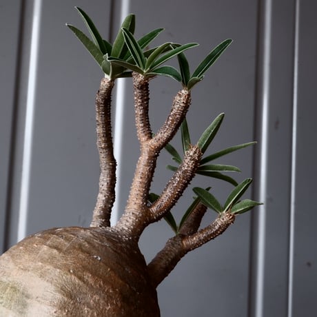 グラキリス φ9.5cm - 象牙宮-［No.47］× 坂本新 作 作品【 LUSTER BLACK 】3号 植木鉢 笠間焼
