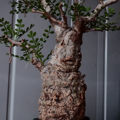 オペルクリカリア パキプス φ 6cm［No.22］  × 磯部祐介 作「 匣 - kou -」3号 植木鉢 笠間焼