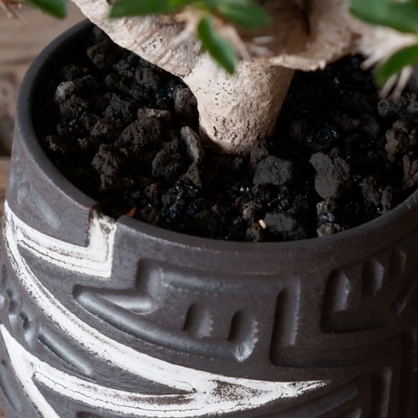 ユーフォルビア ギラウミニアナ 輸入株 発根済［No.1］  × 根本峻吾 作品【 S.N POT type.cylinder「 雷電 」4号 】笠間焼 植木鉢