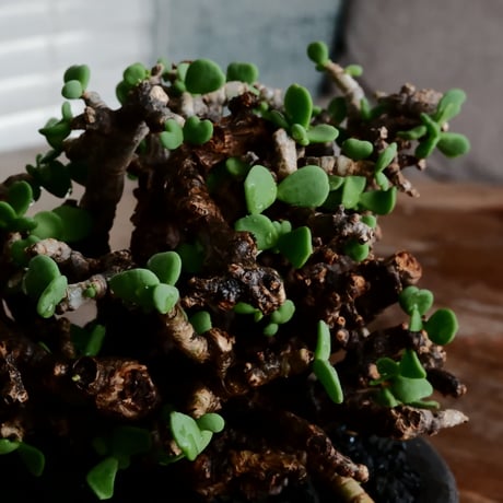 ケラリア ピグマエア 発根済［No.17］  ×   沼野秀章 作「 black wrap 」4号 植木鉢 笠間焼
