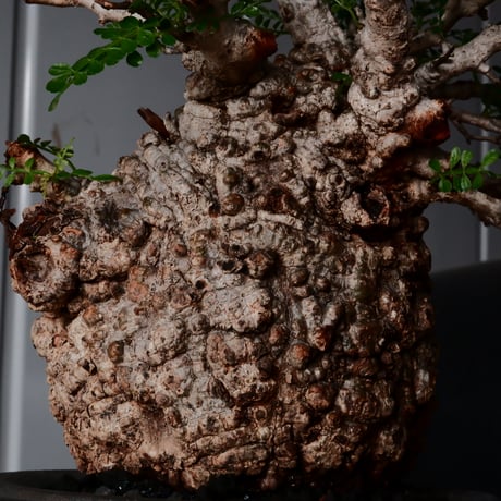 オペルクリカリア パキプス φ 12cm［No.31］  × 沼野秀章 作 【 Black Wrap 】4号 植木鉢 笠間焼