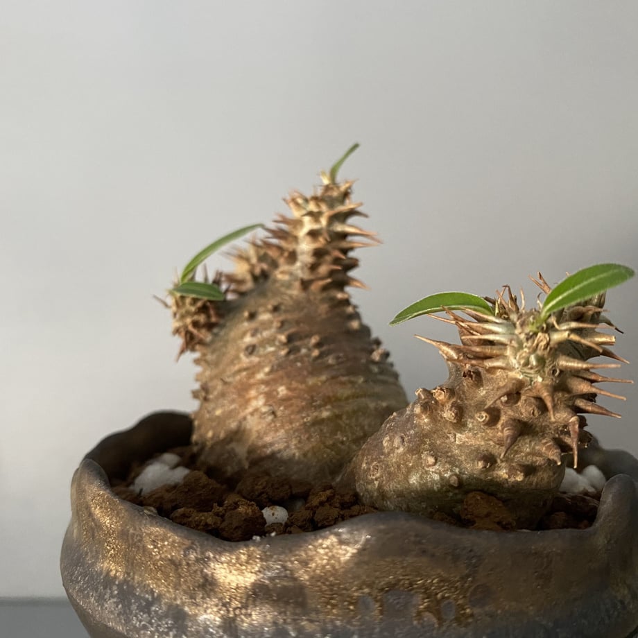 606ec9b6d263f07f2a8014f5