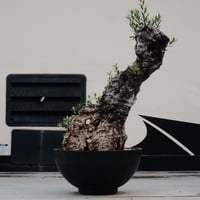 Old Olive 古木オリーブ［No.20］× 12号皿鉢 (φ36cm)