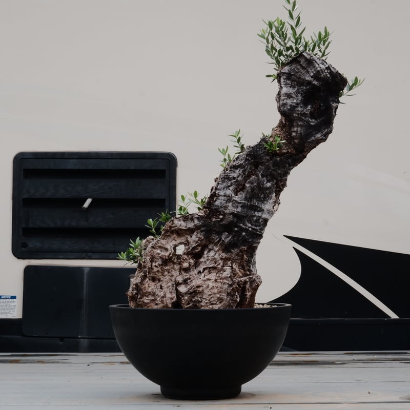 Old Olive 古木オリーブ［No.20］× 12号皿鉢 (φ36cm) | Botani