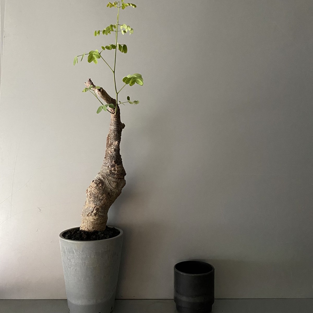 発根済 デロニクス プミラ BDP-06 | Botanical Holic