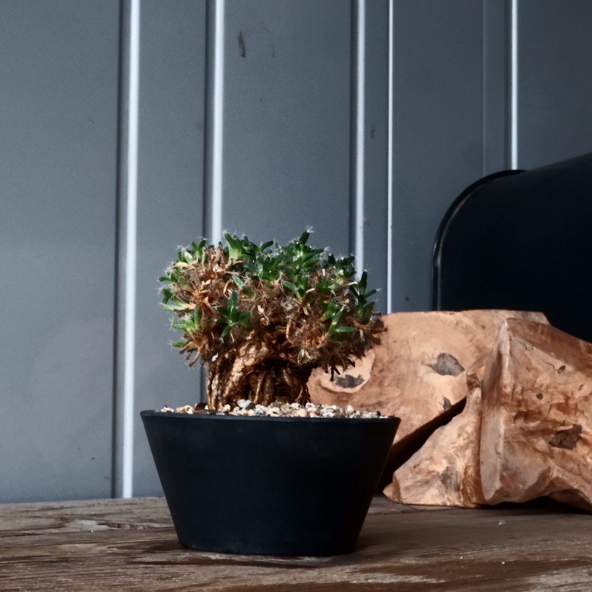 限定品/ブロンズ】長谷川ナーセリー OZWRT デオスコレア・エラスモテ