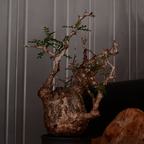 オペルクリカリア パキプス φ9.5cm［No.23］  × 杉山悠 作 3.5号 植木鉢 笠間焼