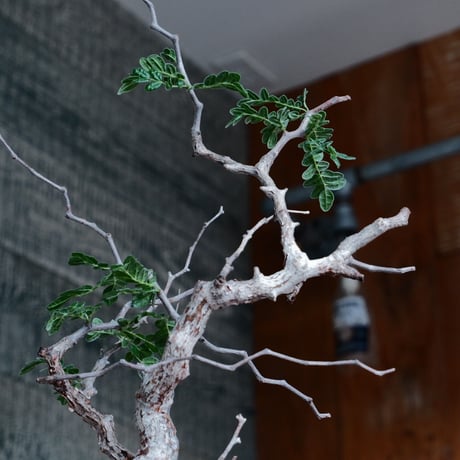 コミフォラ モンストローサ［No.41］  ×  沼野秀章 作「 black wrap .tall 」 3号 植木鉢 笠間焼