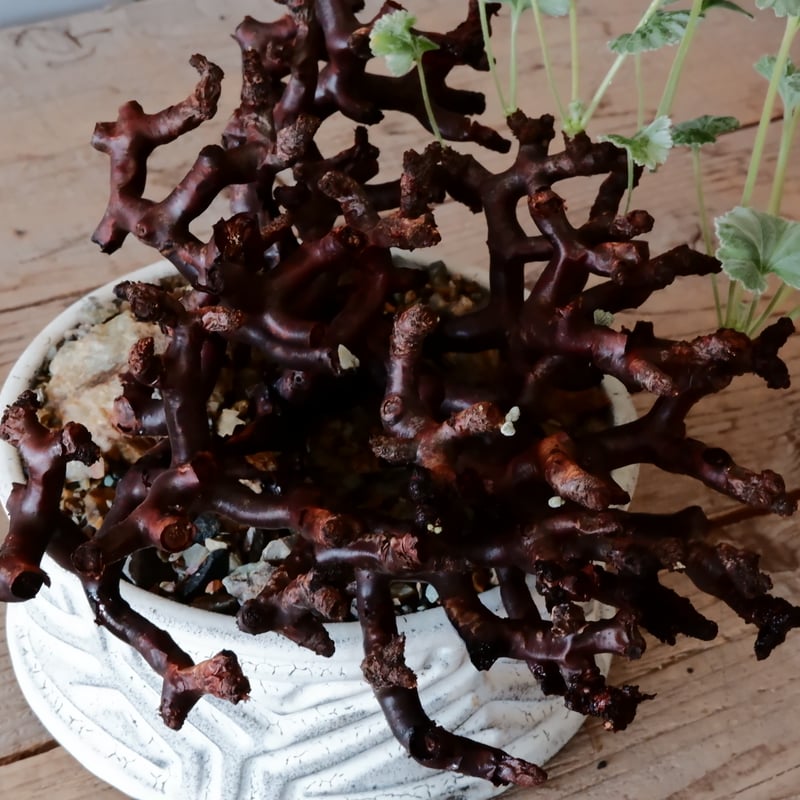 低木】ペラルゴニウム ミラビレ［No.06］ × 根本峻吾 作 S.N POT