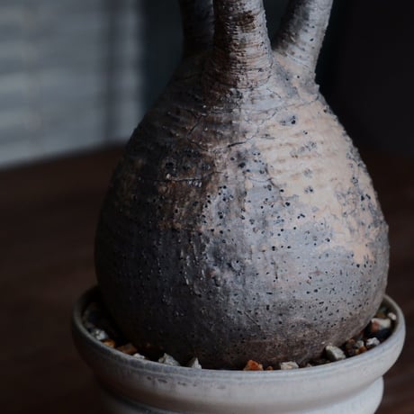 グラキリス  - 象牙宮 -［No.114］  ×  杉山悠 作 3.5号 植木鉢 笠間焼