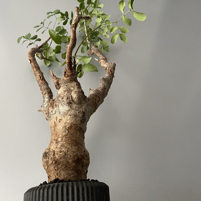デロニクス プミラ 発根済 現地株 BDP-01 | Botanical Holic