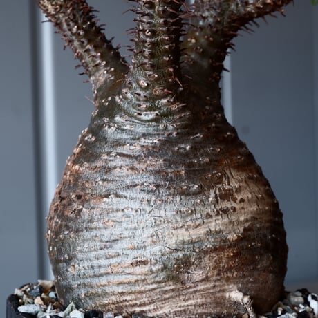 グラキリス φ8.5cm - 象牙宮-［No.02］× 根本峻吾 作 S.N POT type.round「 爪牙 -堕天黒- 」3.5号鉢 笠間焼