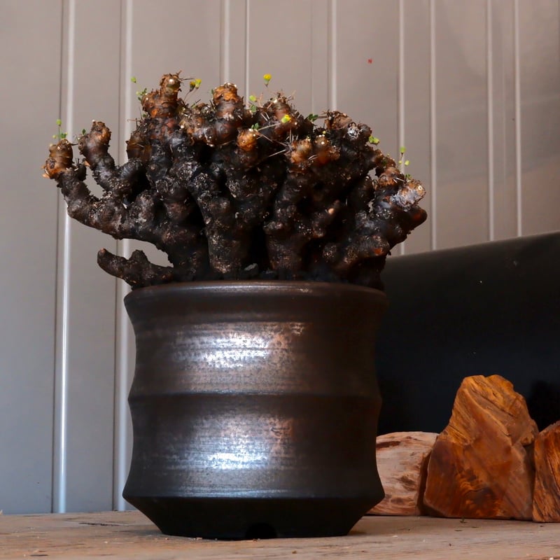 大株 】オトンナ ユーフォルビオイデス ［No.87］ × 松野然