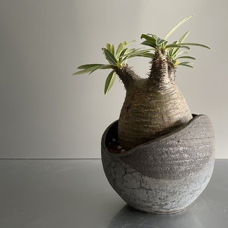 まん丸 Gracilius  ×  Shell pot S「Ibushi Gin」 - 笠間焼 - C93