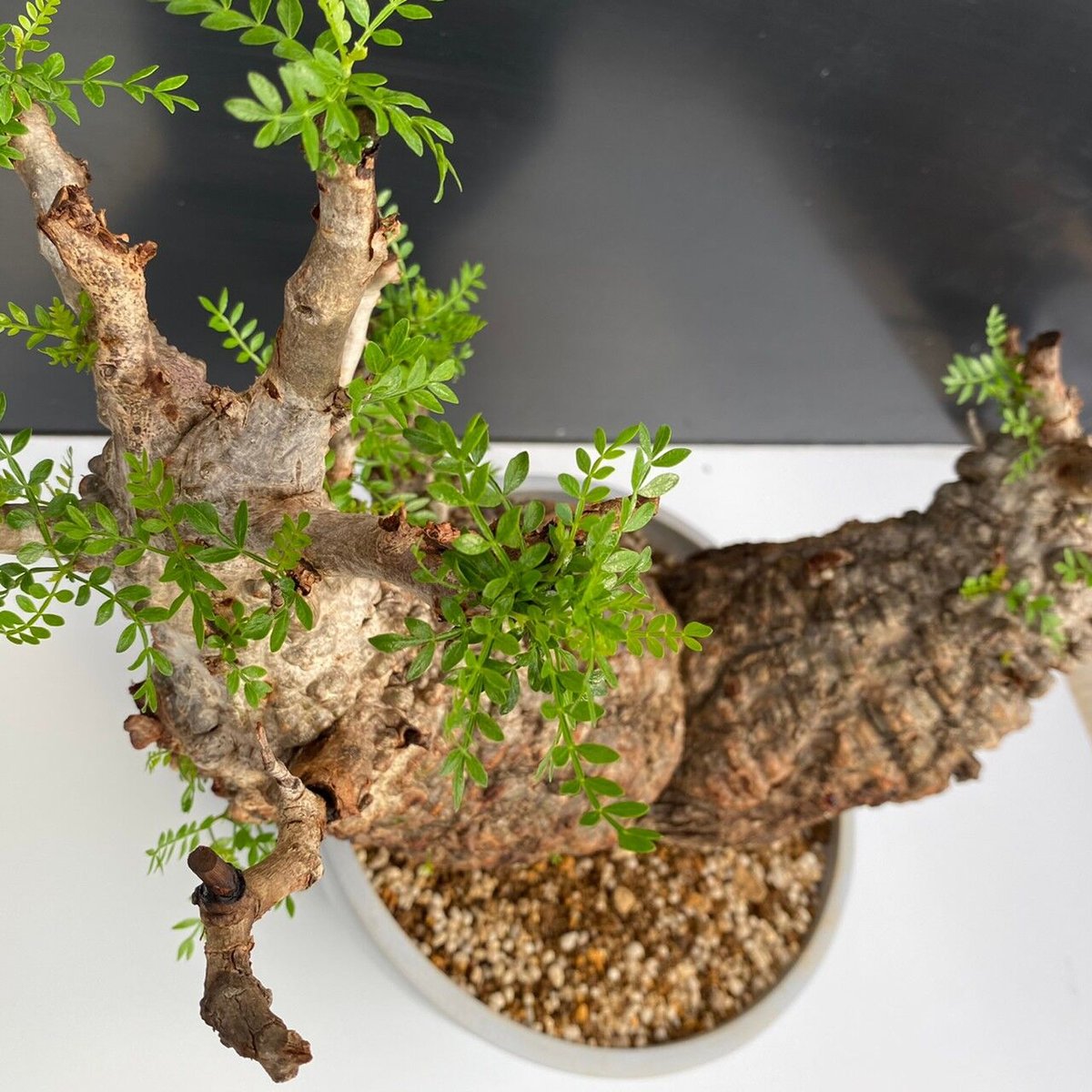 多頭 マルチヘッド オペルクリカリア パキプス MP03 発根済 現地