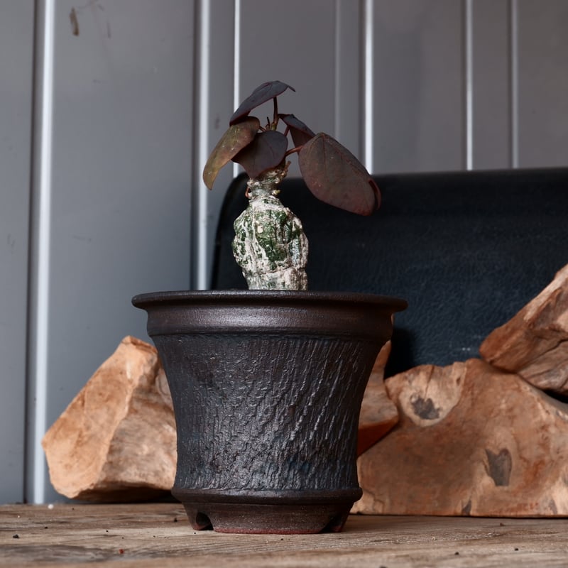 アデニア ステイローサ 輸入株［No.32］ × 與那嶺大輔 作 【 琉球飛鉋