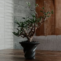 センナ メリディオナリス -［No.1］  × 沖誠 作「 Spiral - 流し掛け/燻銀彩 - 」 シリンダー型 3号 植木鉢 笠間焼