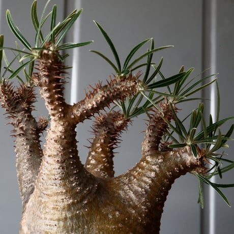 グラキリス φ7.5cm - 象牙宮 -［No.54］  × 磯部祐介 作「 彩 - sai - 」3号 植木鉢 笠間焼