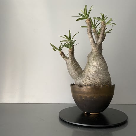 発根済  中ぶり 分頭 グラキリス BG-193 × S.N.Pot "丸"- crown - 5号鉢 ［作家  "根本峻吾"］
