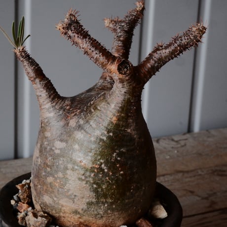 グラキリス φ8.5cm - 象牙宮 - ［No.71］  ×   沼野秀章 作「 black wrap 」3号 植木鉢 笠間焼