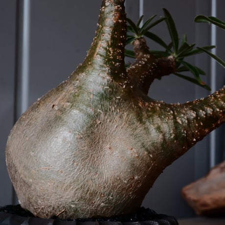 グラキリス φ8cm - 象牙宮 -［No.53］  ×    與那嶺大輔 作 「琉球飛び鉋」3号 植木鉢