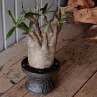 【綴化】グラキリス φ9.5cm - 象牙宮 - ［No.89］  ×   沼野秀章 作「 black wrap 」4号 植木鉢 笠間焼
