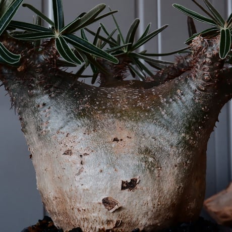 グラキリス φ12cm - 象牙宮 -［No.57］  ×    與那嶺大輔 作 「琉球飛鉋」4号 植木鉢