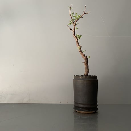 発根済 モンストローサ MO-06  × S.N.Pot " 長鉢"- crown - 3号鉢 ［作家  "根本峻吾"］