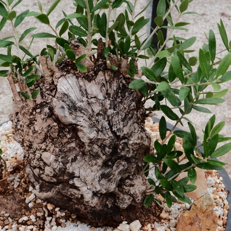 Old Olive 古木オリーブ［No.05］× 11号皿鉢(φ33cm)