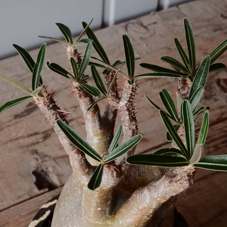 グラキリス φ9cm - 象牙宮 -［No.72］  ×   沼野秀章 作「 黒ニ白 」3号 植木鉢 笠間焼