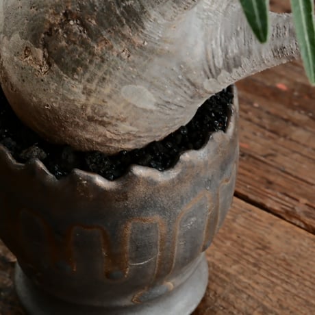 グラキリス φ8cm - 象牙宮 - ［No.61］  ×   根本峻吾 作 S.N POT type.round「 黒焔 - kokuen - 」3号 植木鉢 笠間焼