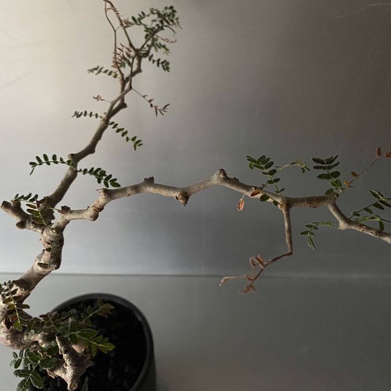 コミフォラボラネンシス大株発根済★モンストローサエイルピュアカタフパキプス コミフォラボラネンシス大株発根済☆モンストローサエイルピュアカ