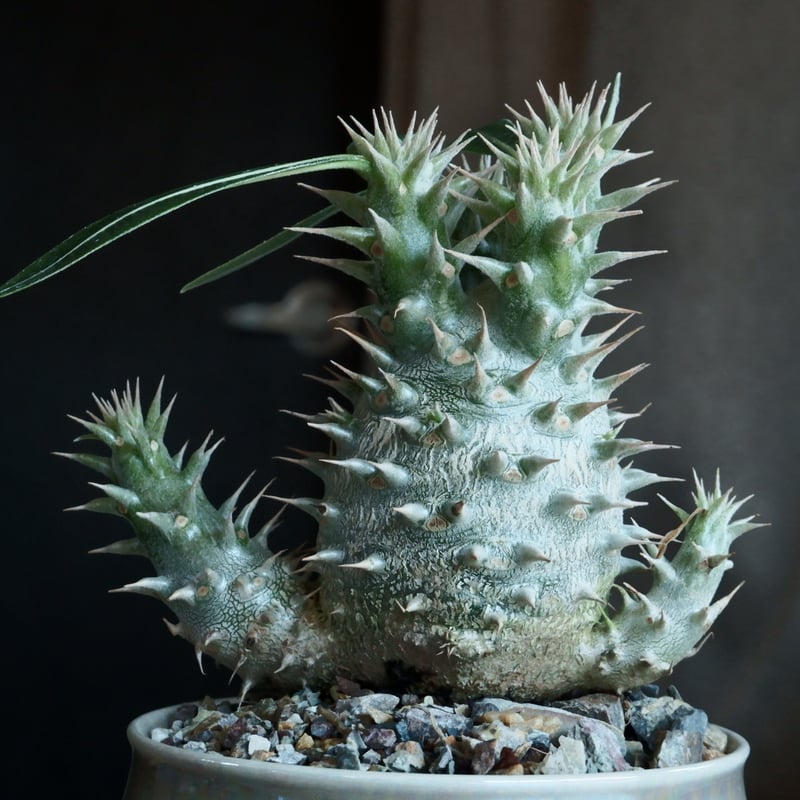 パキポディウム．ホロンベンセ② パキポディウム ホロンベンセ 【多肉植物 2号鉢】｜ 【植物の