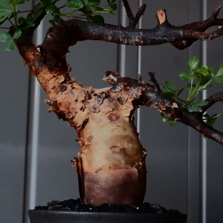 コミフォラ カタフ ピュア［No.02］  × 杉山悠 作 φ10.5cm 植木鉢 笠間焼