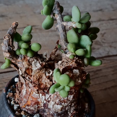 ケラリア ピグマエア［No.44］  × 磯部祐介 作品【 円 - 闇堕ち - 】2.5号 植木鉢 笠間焼