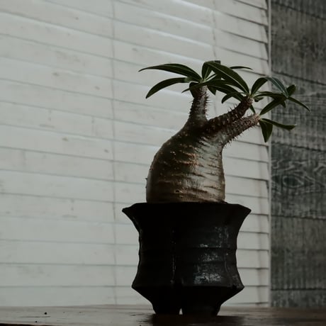 グラキリス - 象牙宮 -［No.49］  ×   沼野秀章 作「 black wrap 」3号 植木鉢 笠間焼