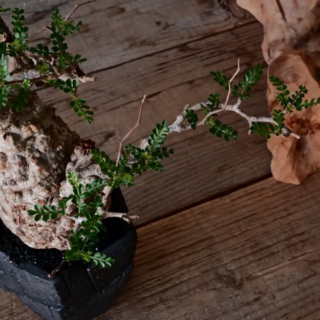 オペルクリカリア パキプス φ9cm［No.20］  × 沖誠 作「Rivet - 燻銀彩 - / 五角」 3号 植木鉢 笠間焼