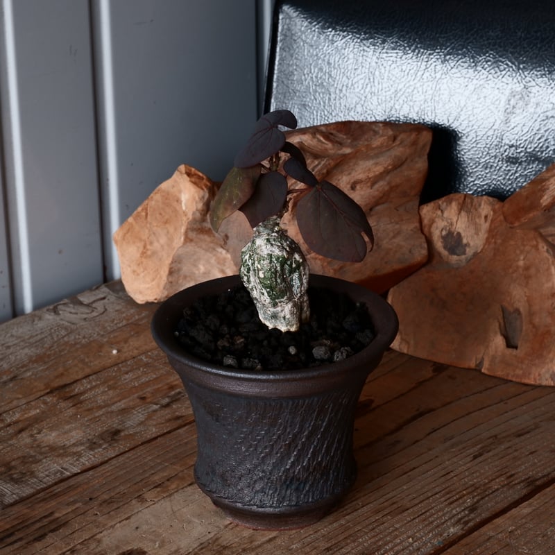 コレクション株 アデニア ステイローサ 翆肌※鉢ごと発送 コレクション株 アデニア ステイローサ 翆肌※鉢ごと発送 2025年最新