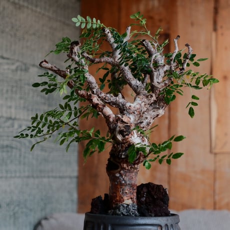 コミフォラ モンストローサ［No.39］  ×  根本峻吾 作 S.N POT type.tall「 鐡 - kurogane - 」4号 植木鉢 笠間焼